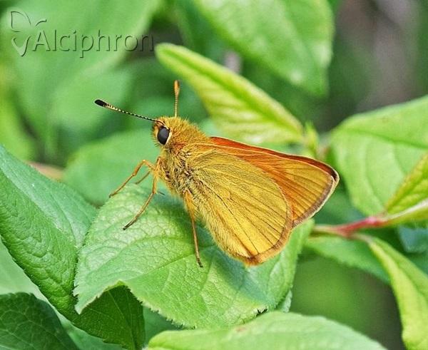 Ochlodes sylvanus