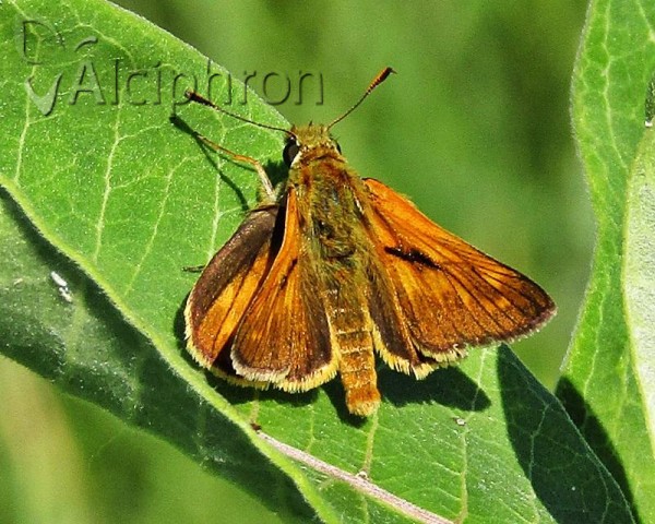 Ochlodes sylvanus
