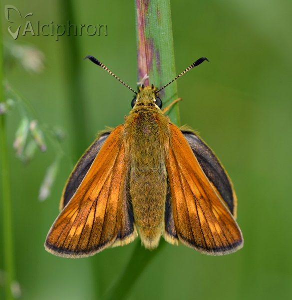 Ochlodes sylvanus