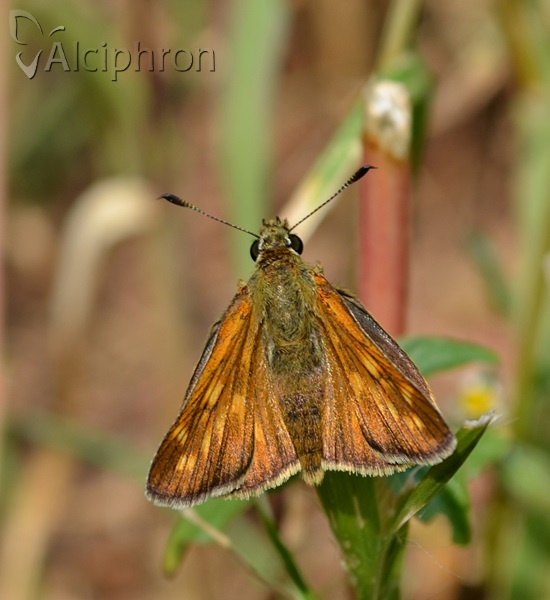 Ochlodes sylvanus