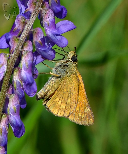 Ochlodes sylvanus