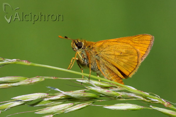 Ochlodes sylvanus