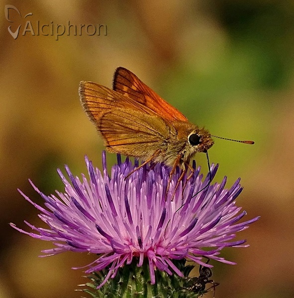 Ochlodes sylvanus
