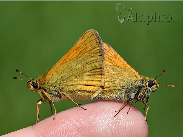 Ochlodes sylvanus