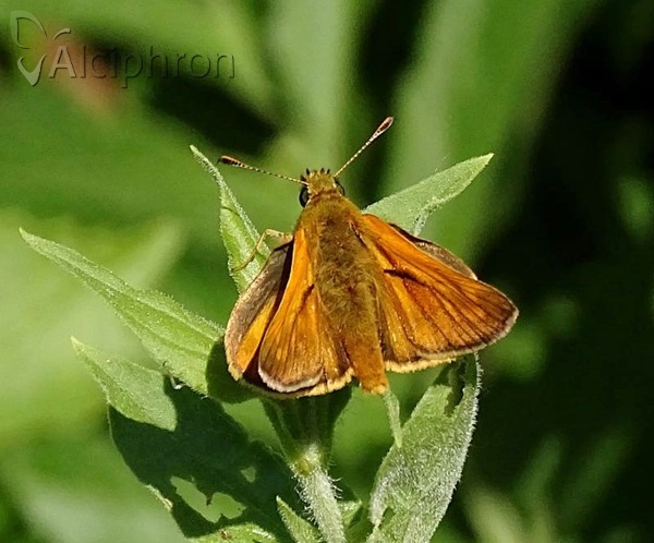 Ochlodes sylvanus