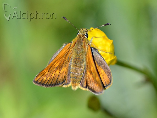 Ochlodes sylvanus