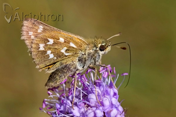 Hesperia comma