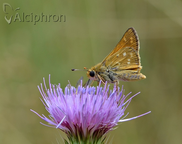 Hesperia comma