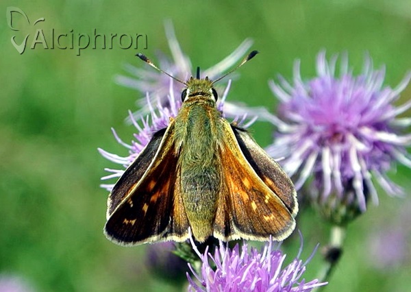 Hesperia comma