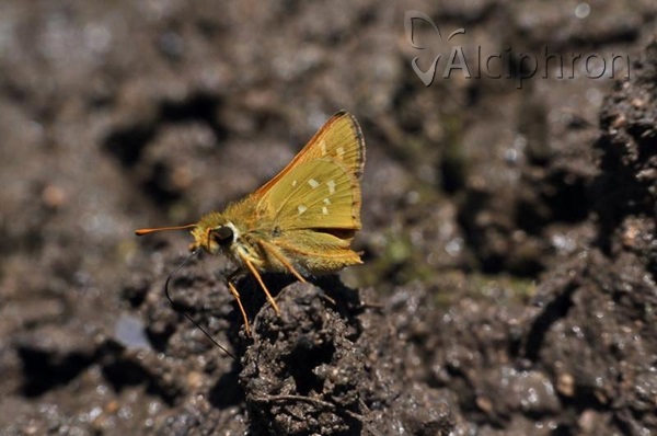 Hesperia comma