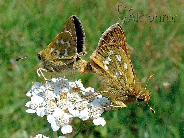 Hesperia comma