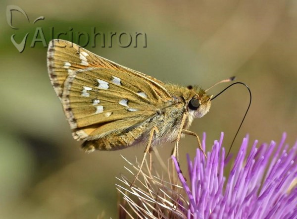 Hesperia comma