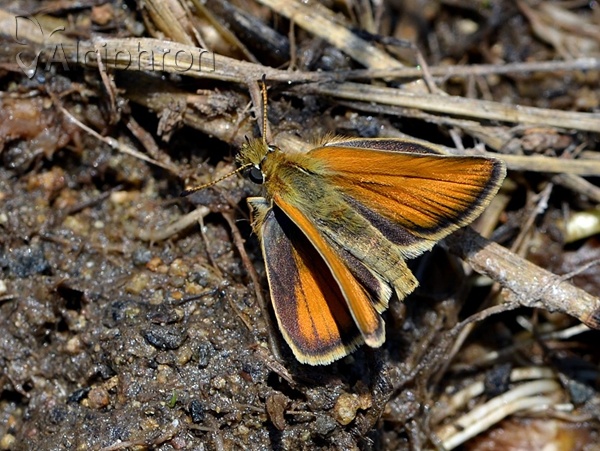 Thymelicus lineola