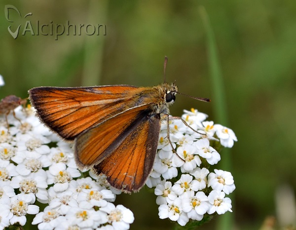 Thymelicus lineola