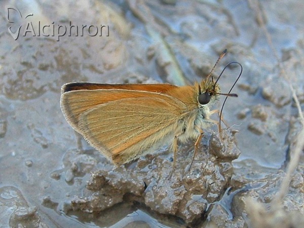 Thymelicus lineola