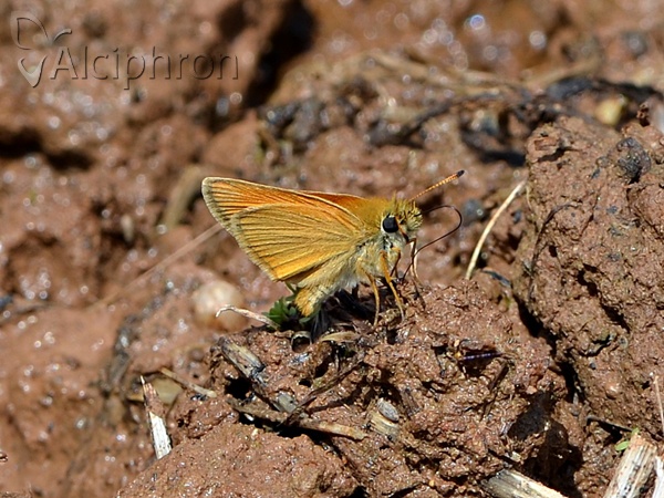 Thymelicus lineola