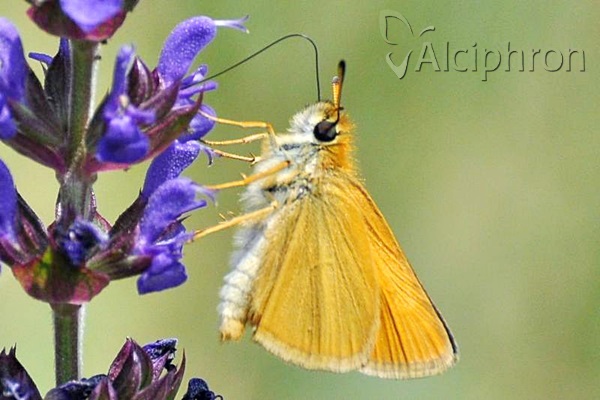 Thymelicus lineola