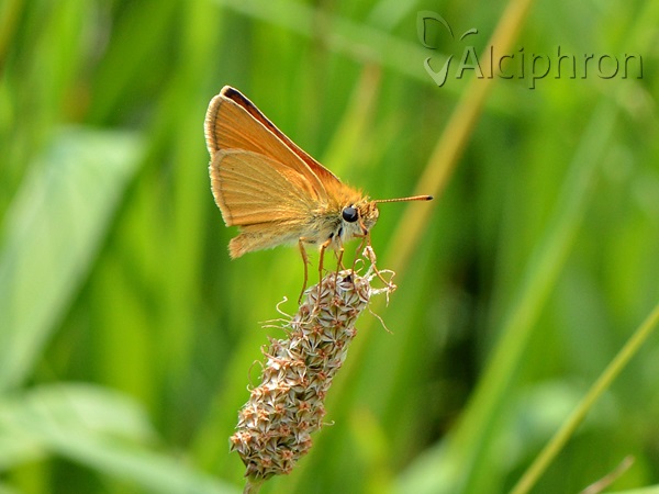 Thymelicus lineola