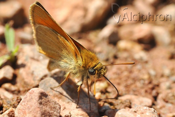 Thymelicus sylvestris