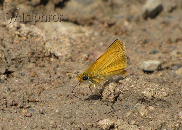 Thymelicus sylvestris