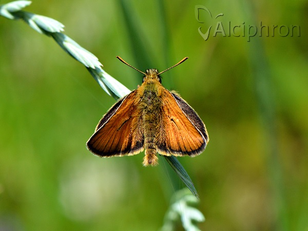 Thymelicus sylvestris