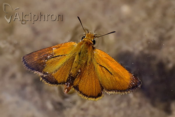 Thymelicus acteon