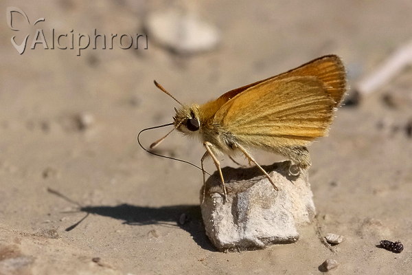 Thymelicus acteon