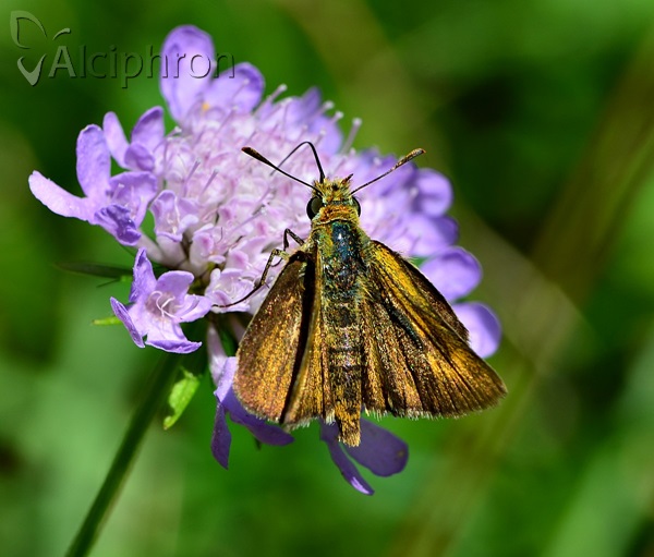 Thymelicus acteon