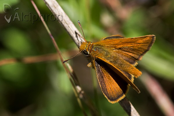 Thymelicus acteon