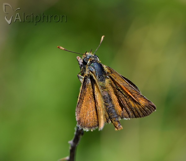 Thymelicus acteon