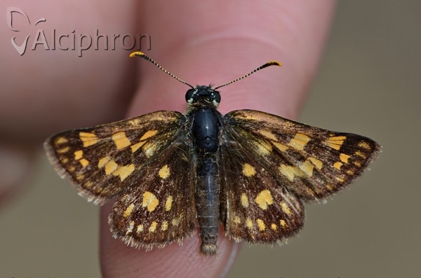 Carterocephalus palaemon