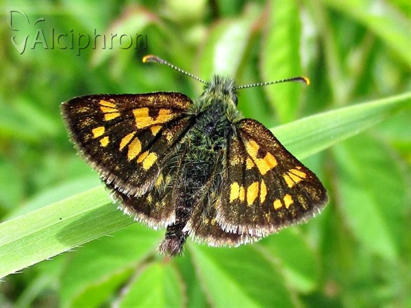 Carterocephalus palaemon