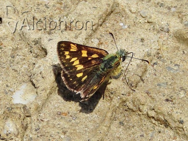 Carterocephalus palaemon