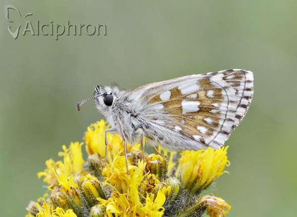 Pyrgus carthami