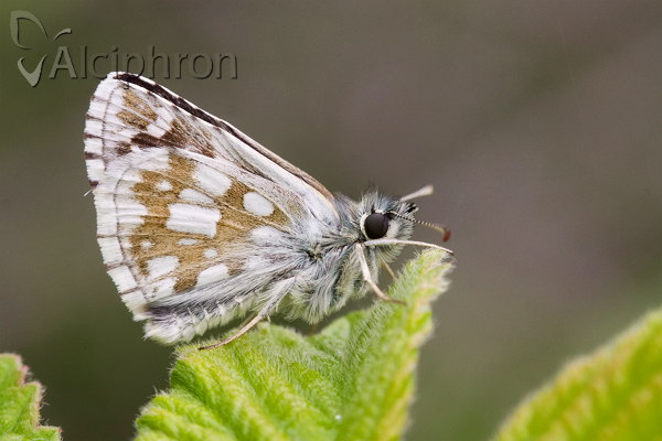 Pyrgus carthami
