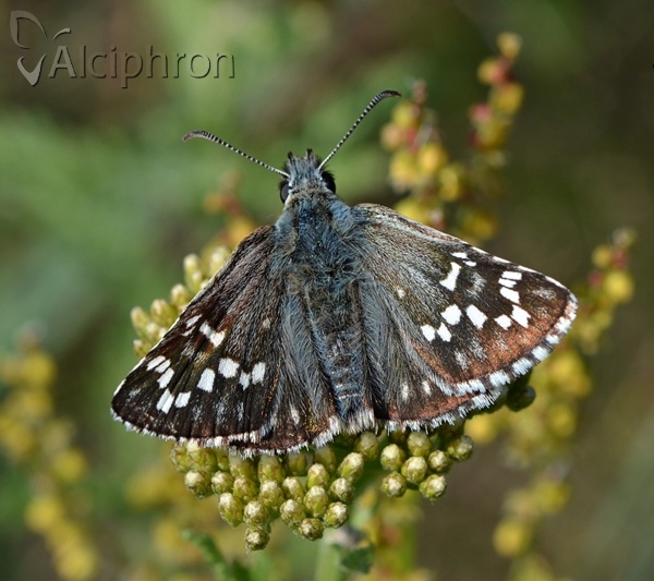 Pyrgus carthami