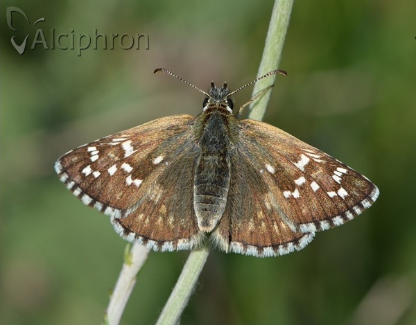 Pyrgus carthami