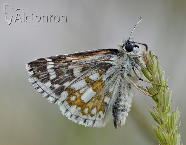 Pyrgus carthami