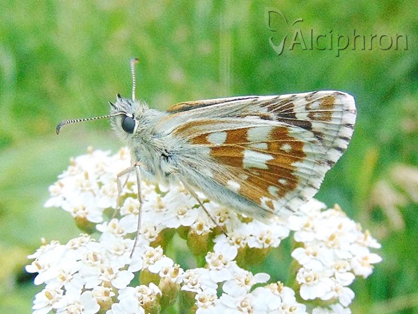 Pyrgus carthami