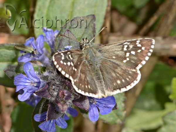 Pyrgus carthami