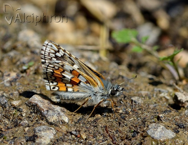 Pyrgus sidae