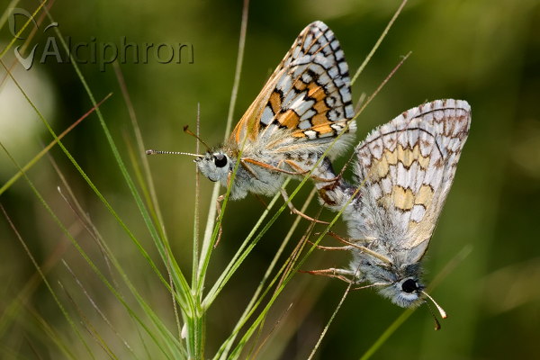 Pyrgus sidae