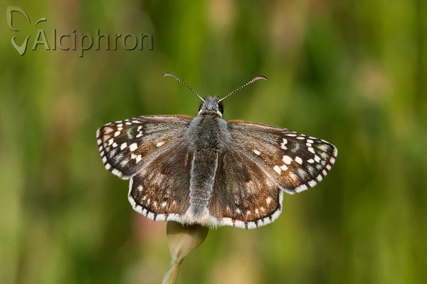 Pyrgus sidae