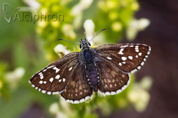 Pyrgus sidae