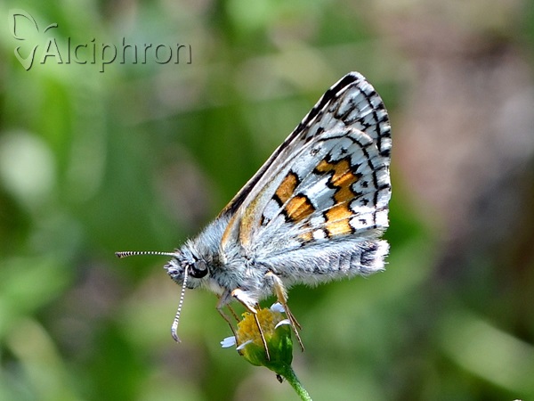 Pyrgus sidae