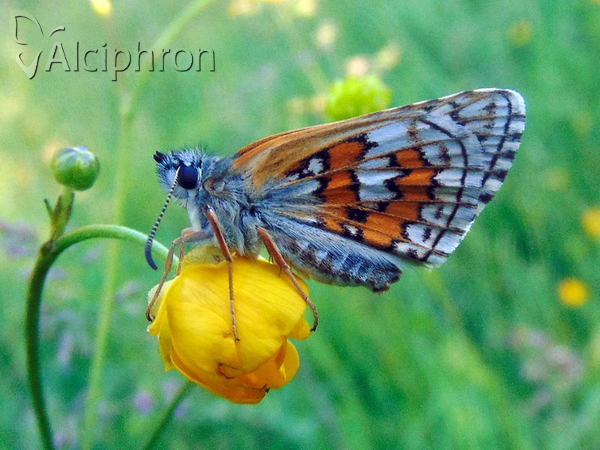 Pyrgus sidae
