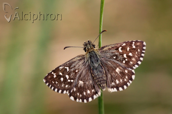 Pyrgus malvae