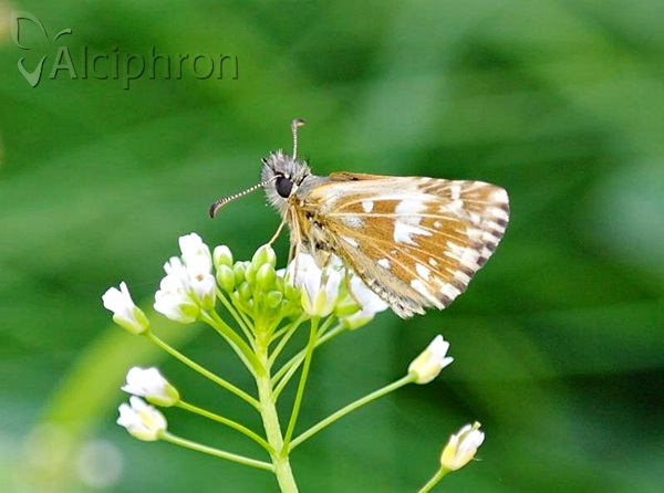 Pyrgus malvae