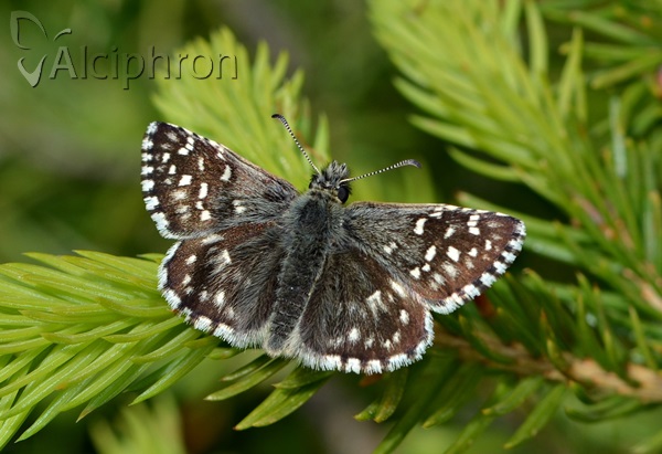 Pyrgus malvae