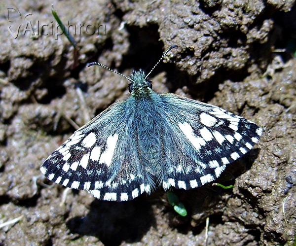 Pyrgus malvae